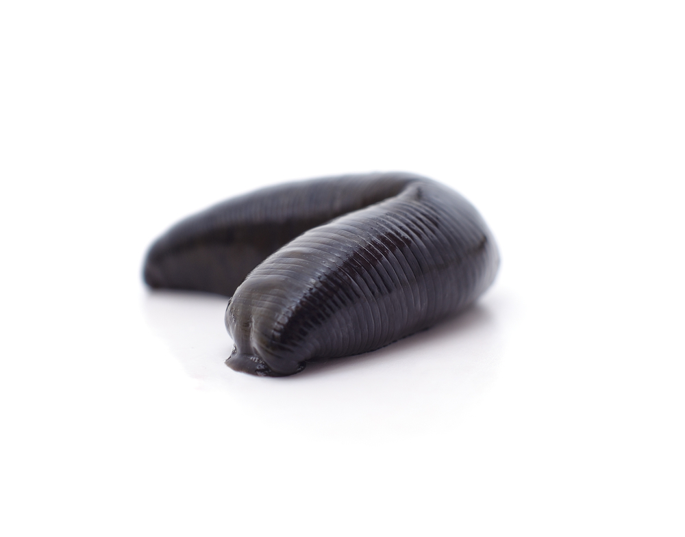 الأهمية الطبية لدود العلق الأهمية الطبية لدود العلق